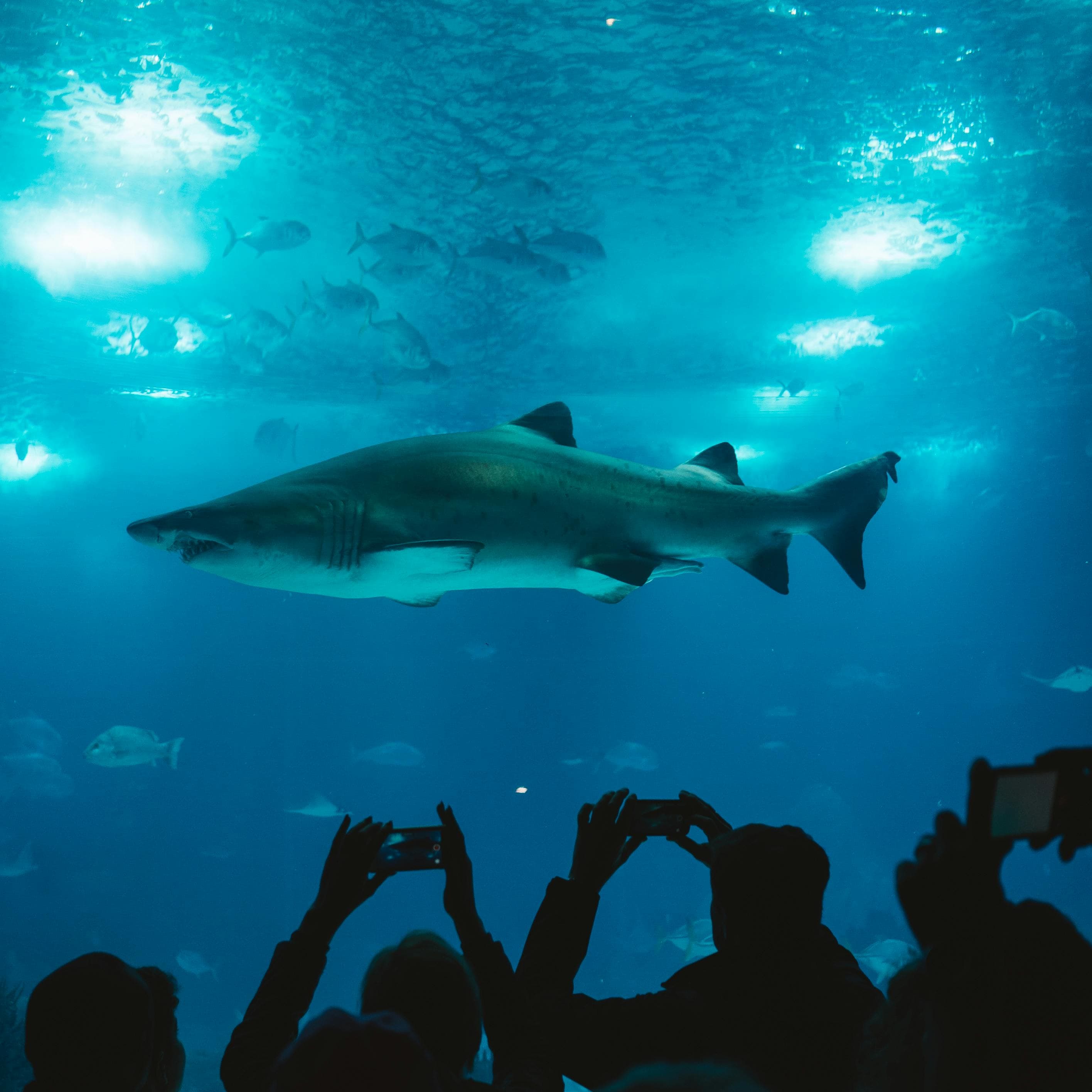 Large shark swimming in a blue aquarium tank while silhouetted visitors take photos with smartphones.
